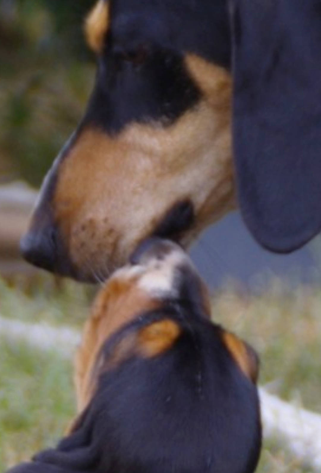 Tinette a rejoint le concours — aidez-le/la à gagner de superbes lots ! canidae, carnivore, collar, companion_dog, dog, dog_breed, fawn, fur, grass, hunting_dog, pet_supply, snout, sporting_group, terrestrial_animal, whiskers, working_animal, working_dog