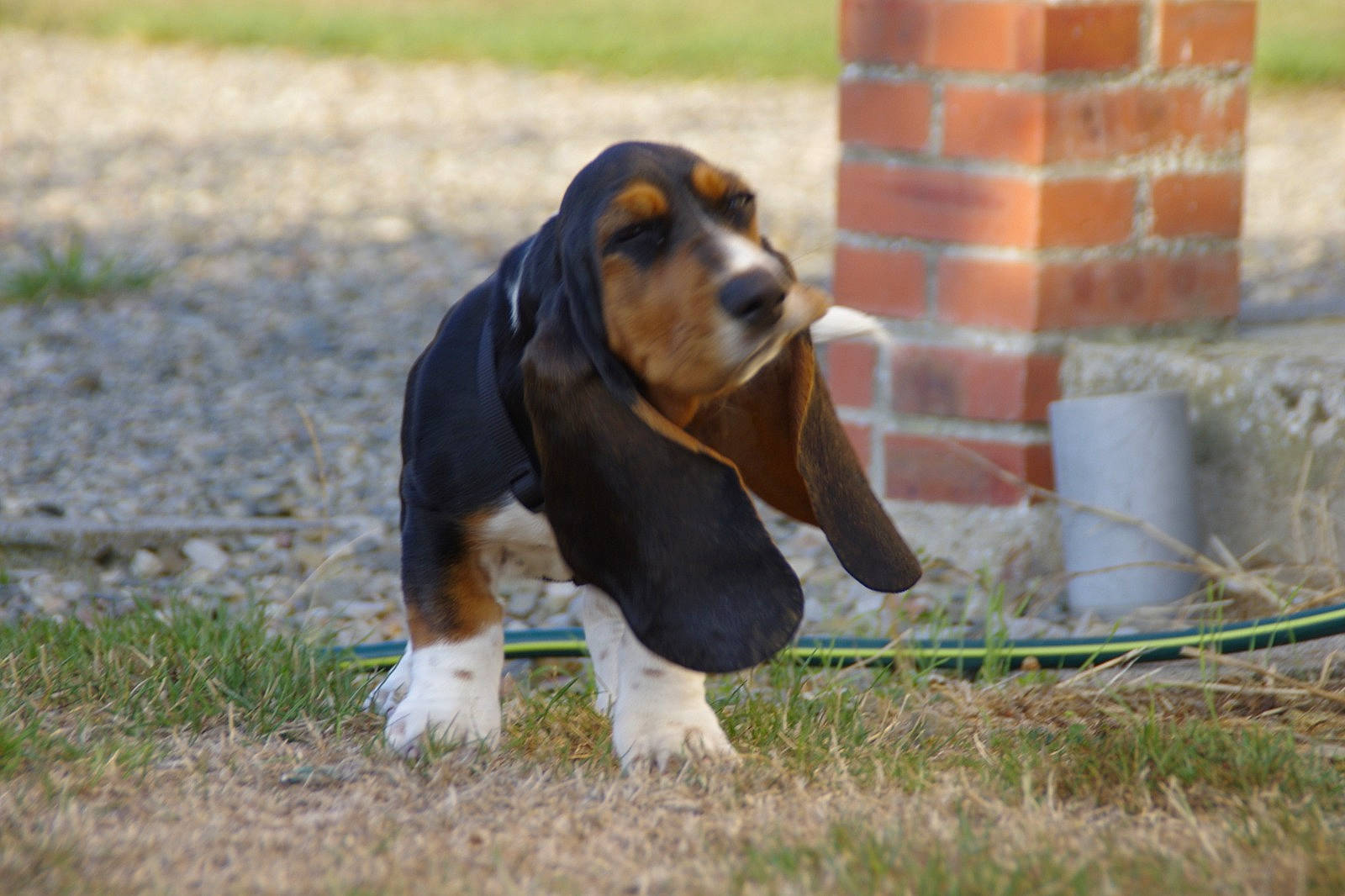 Tinette a rejoint le concours — aidez-le/la à gagner de superbes lots ! basset_hound, biting, canidae, carnivore, companion_dog, dog, dog_breed, grass, hound, hunting_dog, scent_hound, sporting_group, terrestrial_animal, working_dog