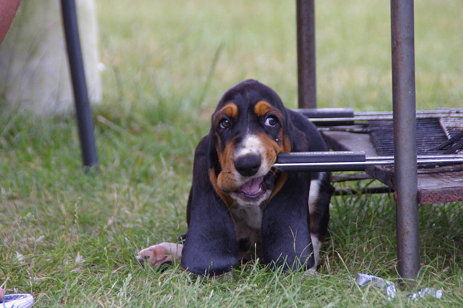 Tinette a rejoint le concours — aidez-le/la à gagner de superbes lots ! canidae, carnivore, companion_dog, dachshund, dog, dog_breed, grass, hound, hunting_dog, puppy, scent_hound, sporting_group, terrestrial_animal, toy_dog, whiskers, working_animal, working_dog