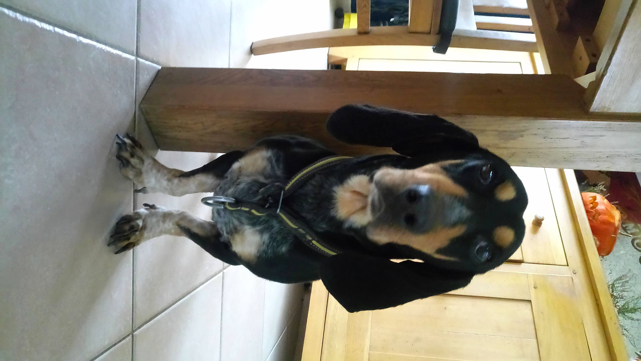 Basile a rejoint le concours — aidez-le/la à gagner de superbes lots ! canidae, carnivore, collar, companion_dog, dog, dog_breed, fawn, flooring, fur, guard_dog, hardwood, non_sporting_group, pet_supply, snout, sporting_group, tail, terrestrial_animal, wood, working_animal, working_dog