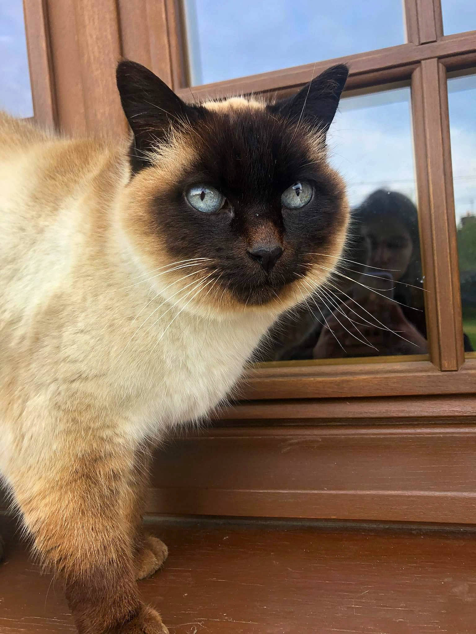 Dolly participe au concours pour gagner de l'argent avec cette photo : carnivore, cat, cloud, fawn, felidae, fixture, flooring, fur, iris, rectangle, siamese, sky, small_to_medium_sized_cats, snout, symmetry, tail, terrestrial_animal, whiskers, window, wood