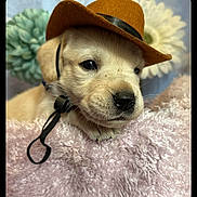 Duke joined the competition — help win amazing prizes! puppy, dog, hat, cowboy_hat, fluffy_blanket, pink, flower, pastel_colors, cute, pet, animal, portrait, indoor, closeup, fur, nose, ears, collar, resting, adorable