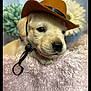 puppy, dog, hat, cowboy_hat, fluffy_blanket, pink, flower, pastel_colors, cute, pet, animal, portrait, indoor, closeup, fur, nose, ears, collar, resting, adorable