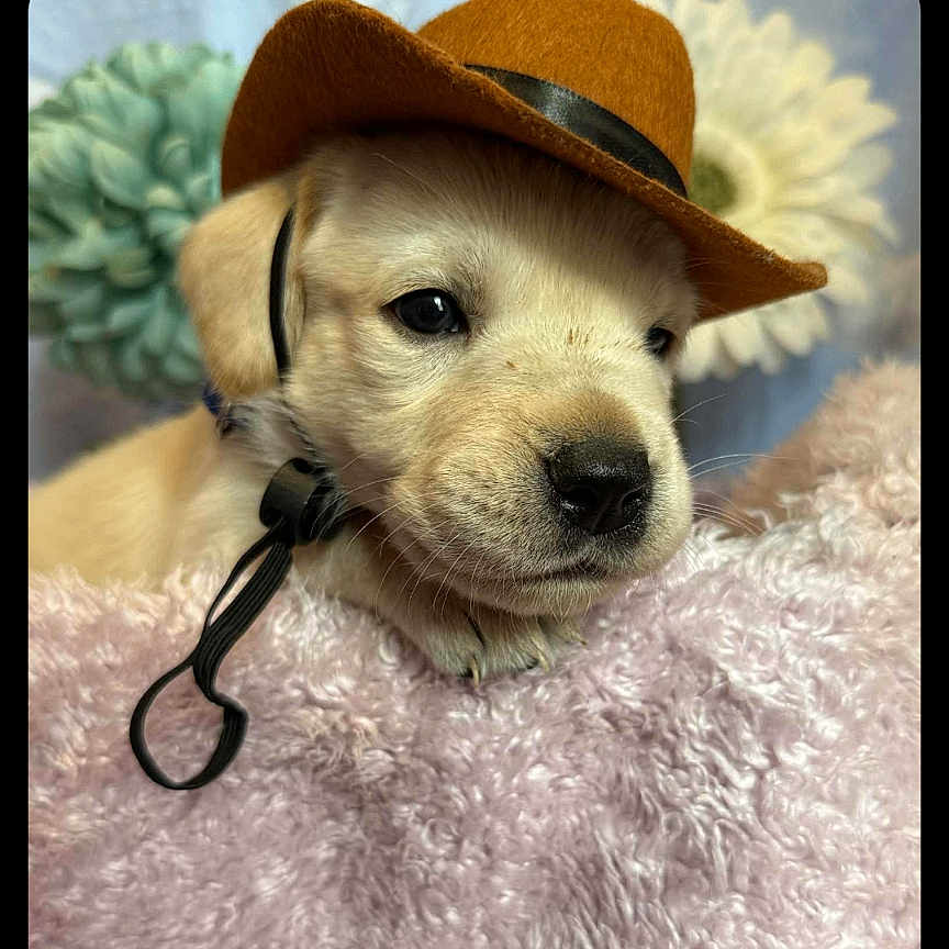 Duke joined the competition — help win amazing prizes! adorable, animal, closeup, collar, cowboy_hat, cute, dog, ears, flower, fluffy_blanket, fur, hat, indoor, nose, pastel_colors, pet, pink, portrait, puppy, resting