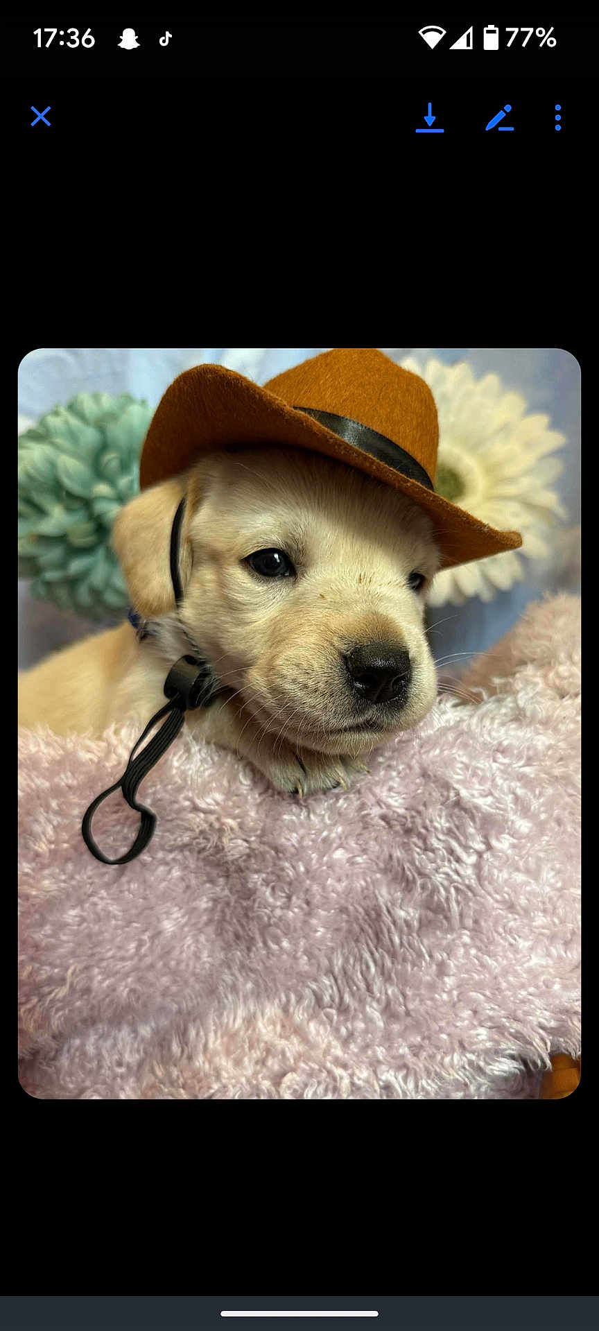 Duke joined the competition — help win amazing prizes! puppy, dog, hat, cowboy_hat, fluffy_blanket, pink, flower, pastel_colors, cute, pet, animal, portrait, indoor, closeup, fur, nose, ears, collar, resting, adorable