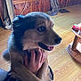 Charlie is registered to the contest to win money with this photo: dog, pet, animal, indoor, wooden_floor, wooden_wall, human_hand, window, curtains, air_conditioner, table, box, happy, fur, muzzle, paw, sitting, cozy, relaxed, side_view