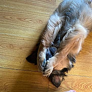 Charlie is registered to the contest to win money with this photo: dog, puppy, fur, paw, floor, wooden_floor, pet, animal, cute, sleeping, relaxed, indoor, covering_face, foot, barefoot, home, cozy, brown_fur, black_fur, playful