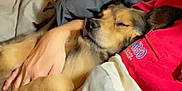 Charlie joined the competition — help win amazing prizes! dog, person, sleeping, blanket, bed, pillow, indoor, resting, cozy, animal, human, fur, comfort, red_clothing, hand, face, closed_eyes, cuddling, relaxation, warm
