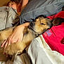 dog, person, sleeping, blanket, bed, pillow, indoor, resting, cozy, animal, human, fur, comfort, red_clothing, hand, face, closed_eyes, cuddling, relaxation, warm