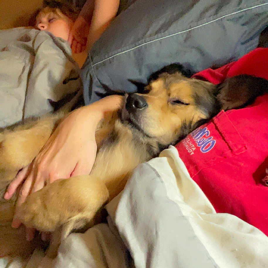 Charlie joined the competition — help win amazing prizes! animal, bed, blanket, closed_eyes, comfort, cozy, cuddling, dog, face, fur, hand, human, indoor, person, pillow, red_clothing, relaxation, resting, sleeping, warm