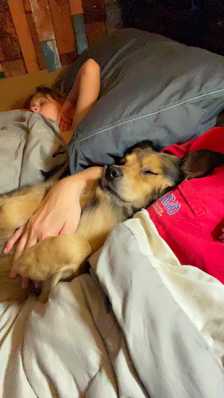 Charlie joined the competition — help win amazing prizes! dog, person, sleeping, blanket, bed, pillow, indoor, resting, cozy, animal, human, fur, comfort, red_clothing, hand, face, closed_eyes, cuddling, relaxation, warm