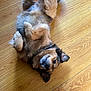 Charlie joined the competition — help win amazing prizes! dog, floor, wooden_floor, pet, fur, paw, lying_down, relaxed, playful, indoors, animal, canine, friendly, cute, domestic_animal, happy, foot, brown, black, fur_texture