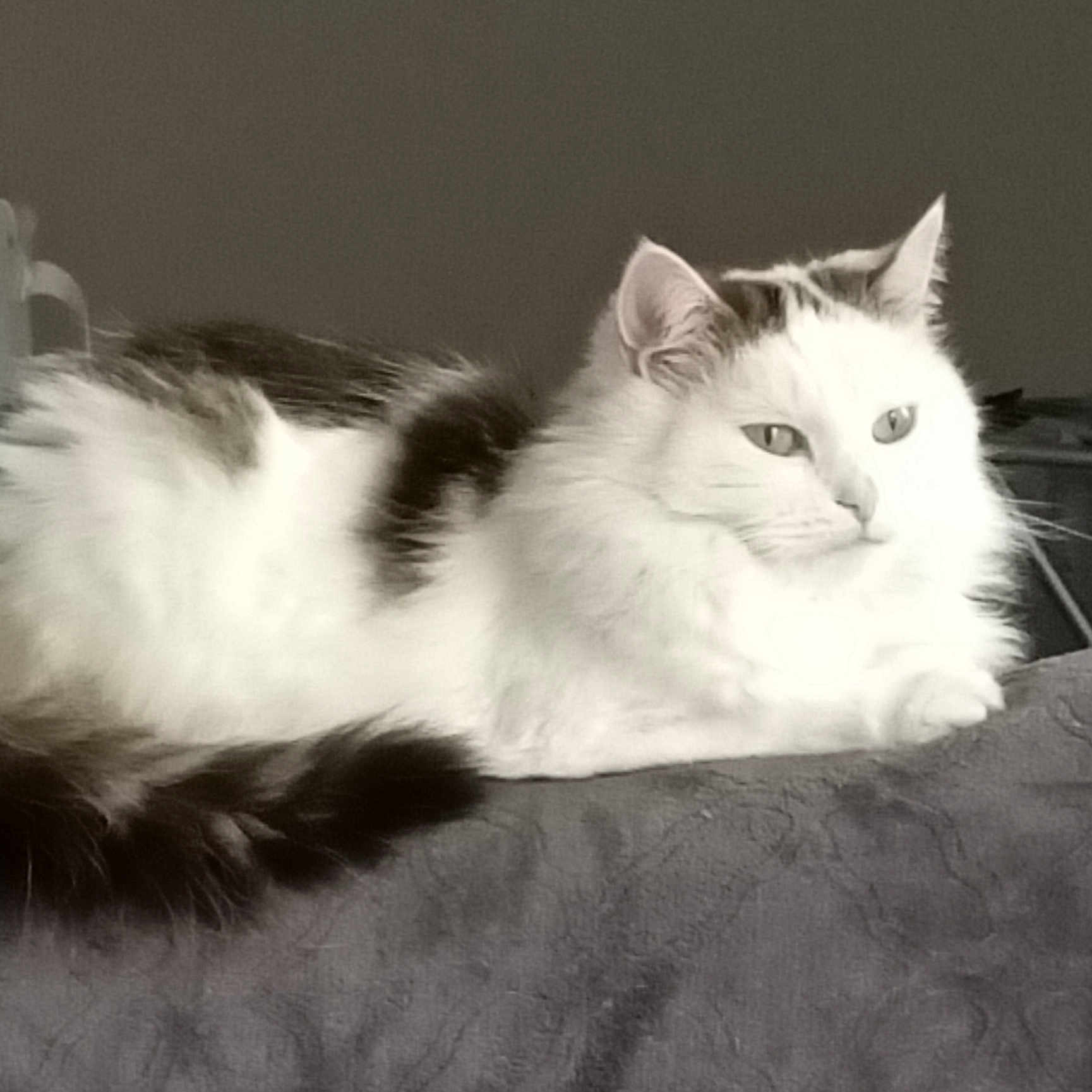 Luna participe au concours pour gagner de l'argent avec cette photo : animal, black_spots, calm, cat, cute, domestic, ears, feline, fluffy, fur, indoor, lounging, pet, portrait, relaxed, resting, serene, side_view, whiskers, white