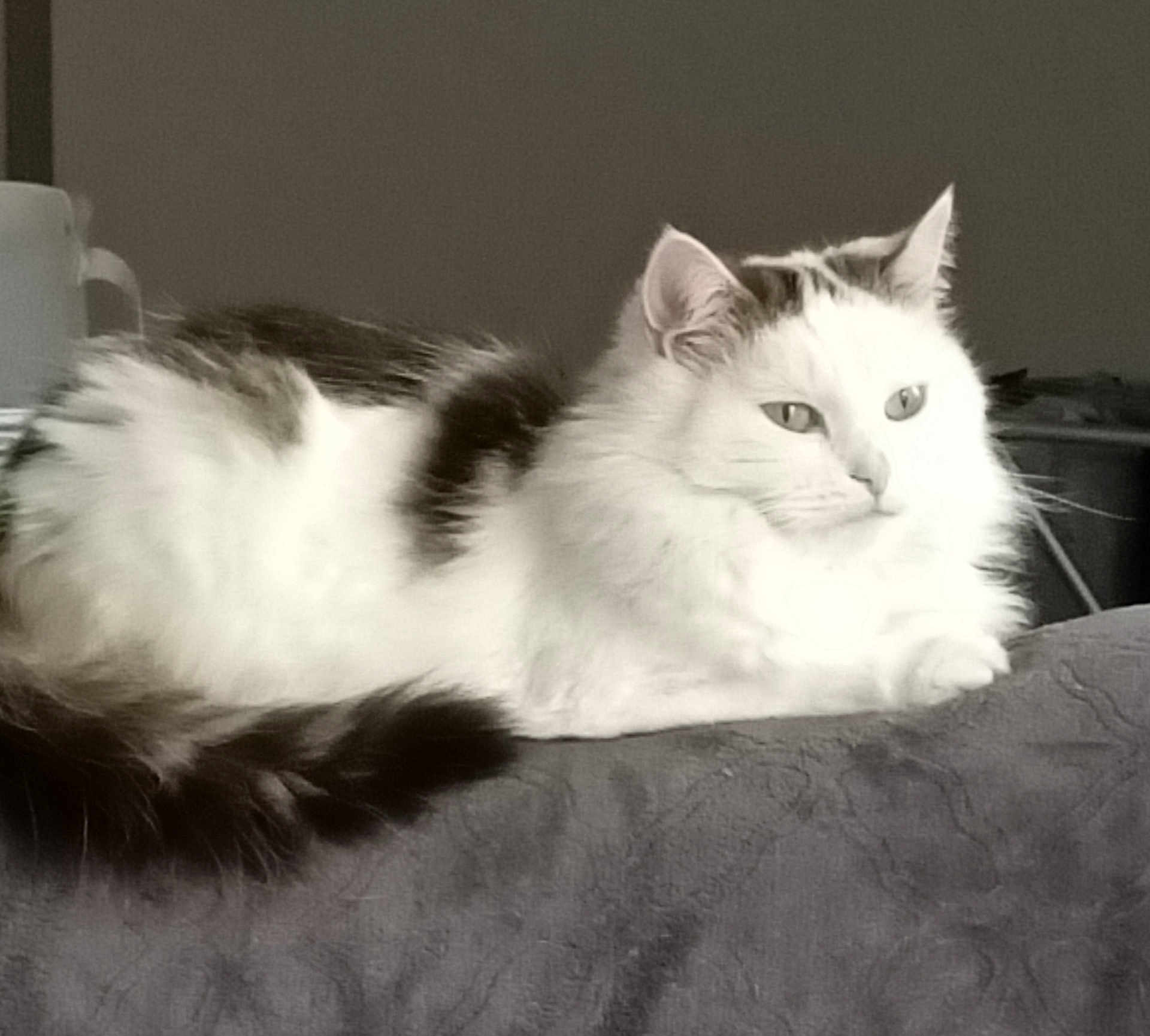 Luna participe au concours pour gagner de l'argent avec cette photo : cat, fluffy, white, black_spots, lounging, resting, indoor, pet, feline, calm, serene, animal, fur, cute, domestic, portrait, side_view, relaxed, whiskers, ears