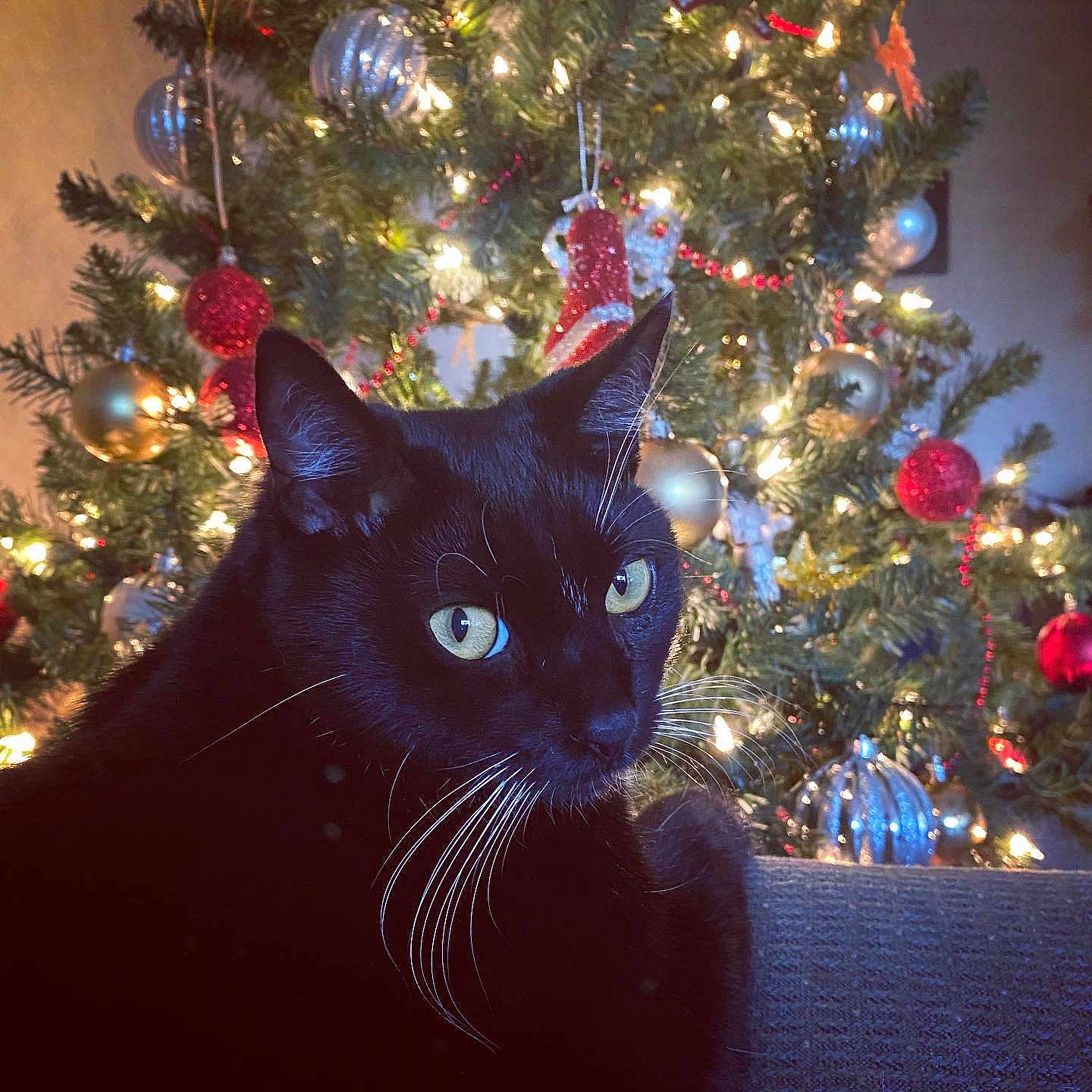 Theodore