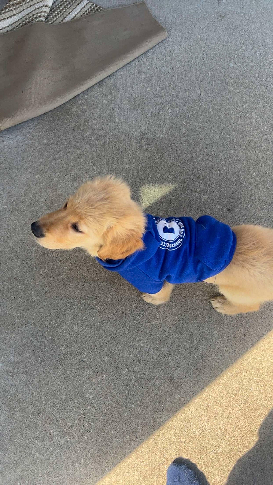 Cricket joined the competition — help win amazing prizes! asphalt, carnivore, companion_dog, dog, dog_breed, dog_clothes, dog_supply, electric_blue, fashion_accessory, fawn, flooring, fur, hat, leash, pet_supply, road_surface, sidewalk, snout, tail, working_animal