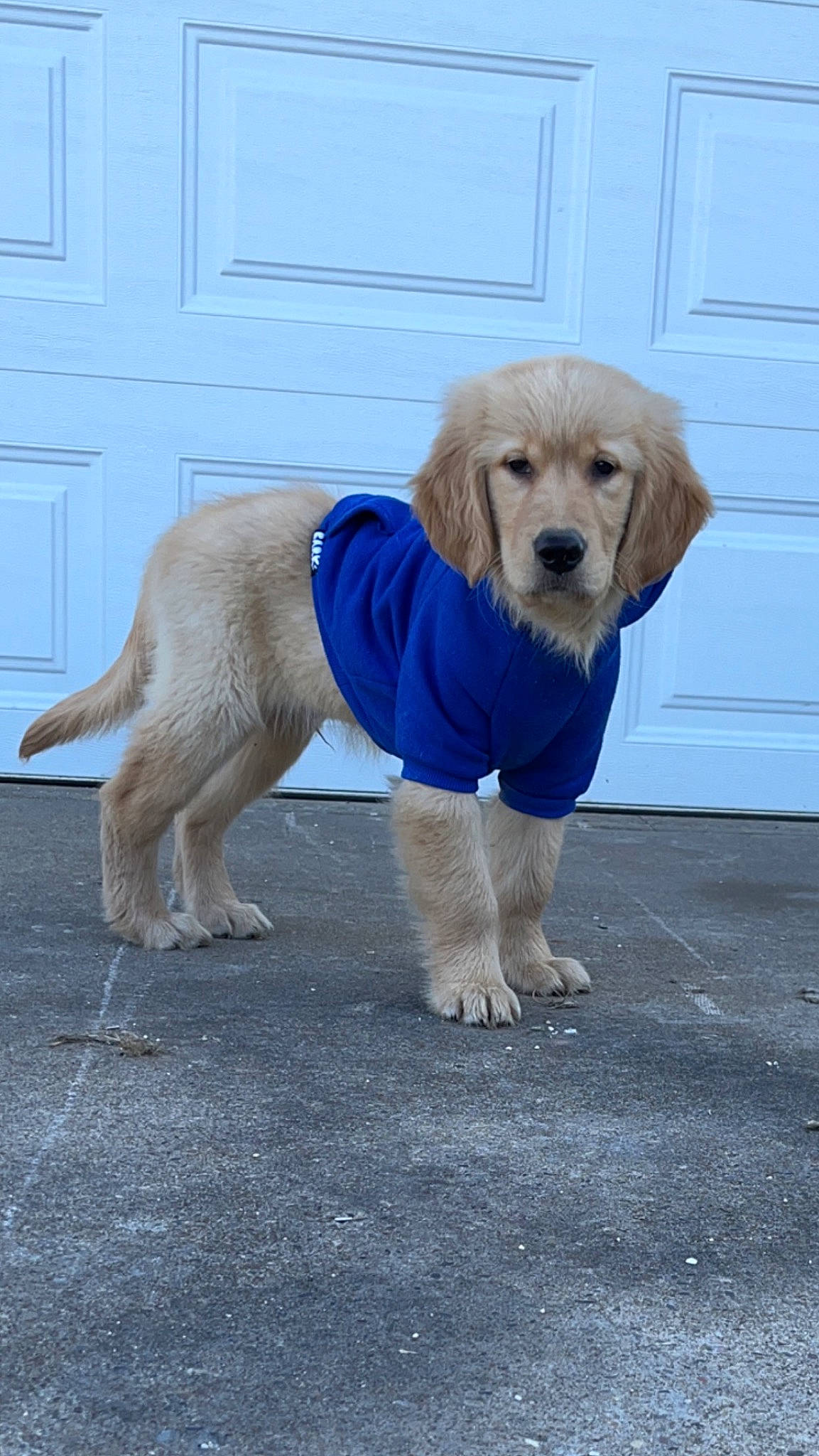 Cricket is registered to the contest to win money with this photo: canidae, carnivore, chair, companion_dog, dog, dog_breed, dog_supply, door, electric_blue, fawn, flooring, fur, home_door, leash, pet_supply, snout, sporting_group, tail, working_animal, working_dog