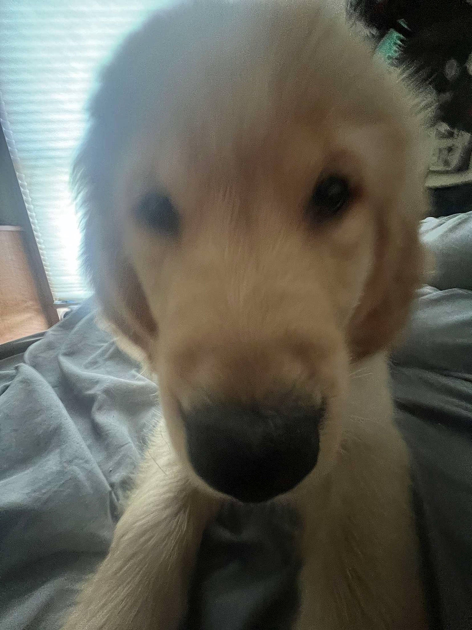 Cricket is registered to the contest to win money with this photo: canidae, carnivore, cloud, companion_dog, dog, dog_breed, ear, fawn, fur, labrador_retriever, paw, plant, puppy_love, retriever, sky, snout, sporting_group, terrestrial_animal, whiskers, working_animal