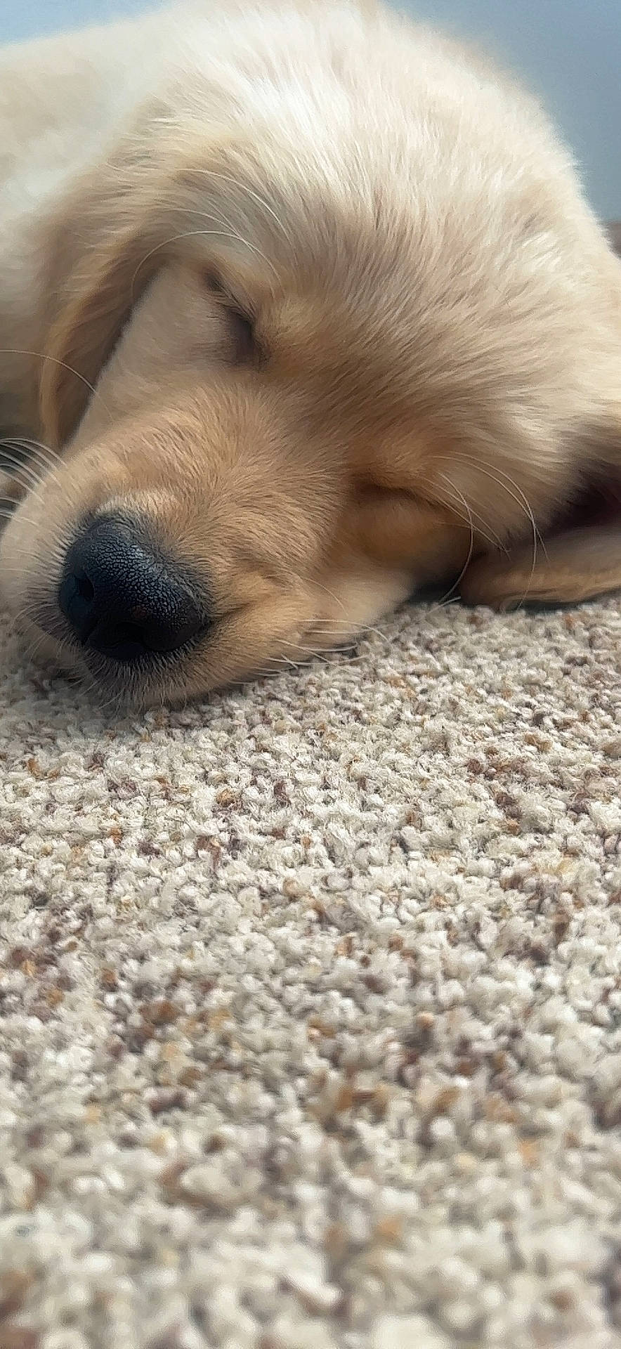 Cricket joined the competition — help win amazing prizes! carnivore, comfort, companion_dog, dog, dog_breed, fawn, flooring, fur, paw, sporting_group, terrestrial_animal, whiskers, working_animal