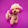 dog, poodle, purple_dye, glasses, pet, studio_shot, portrait, colorful, fur, fashion, cute, animal, pink_glasses, purple_background, standing, fluffy, small_dog, trendy, stylish, vibrant