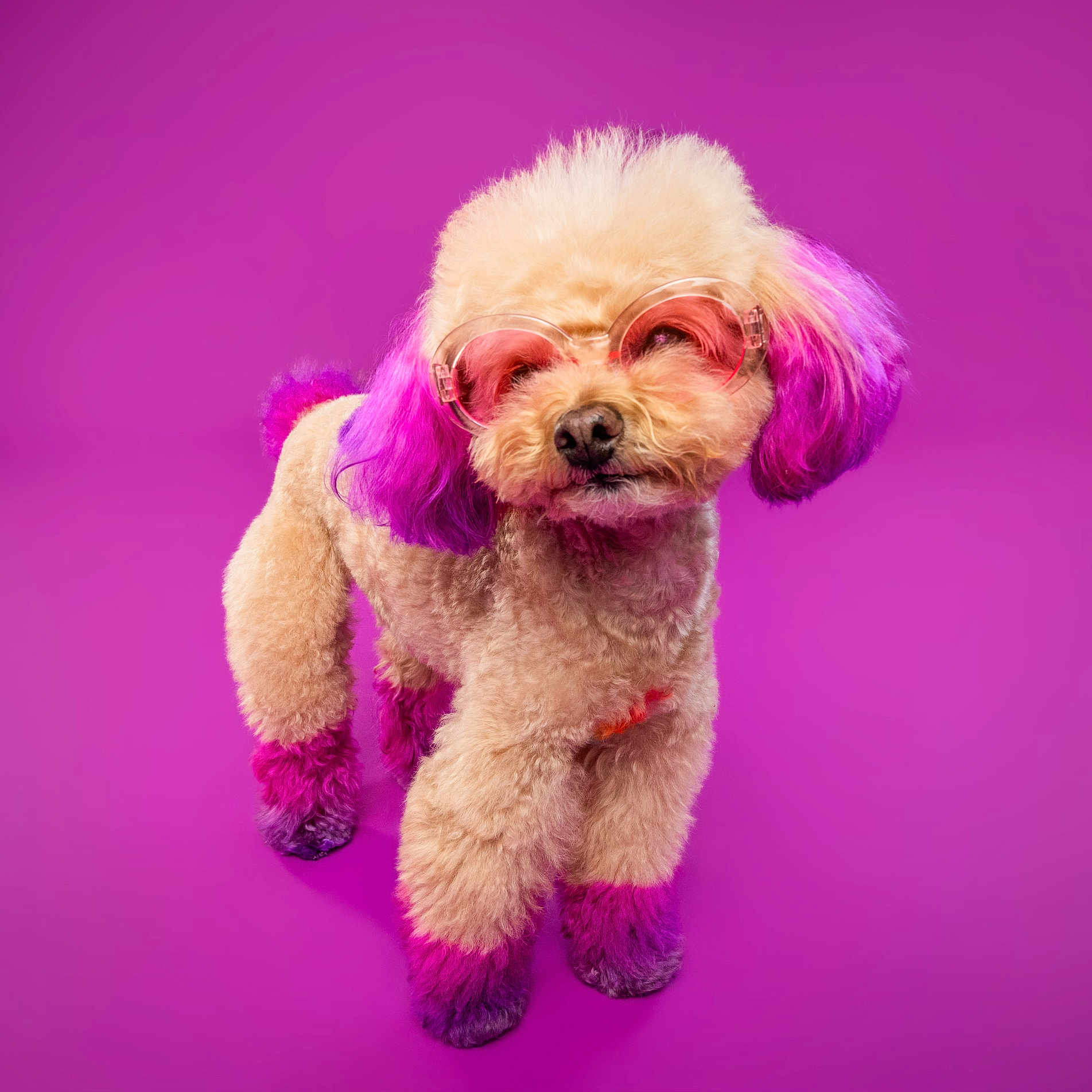 Punzie is registered to the contest to win money with this photo: animal, colorful, cute, dog, fashion, fluffy, fur, glasses, pet, pink_glasses, poodle, portrait, purple_background, purple_dye, small_dog, standing, studio_shot, stylish, trendy, vibrant