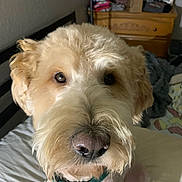 Eddie joined the competition — help win amazing prizes! animal, bed, bedroom, canine, close_up, collar, companion, cute, dog, domestic_animal, dresser, eyes, fluffy, fur, furniture, household, indoor, mammal, pet, portrait