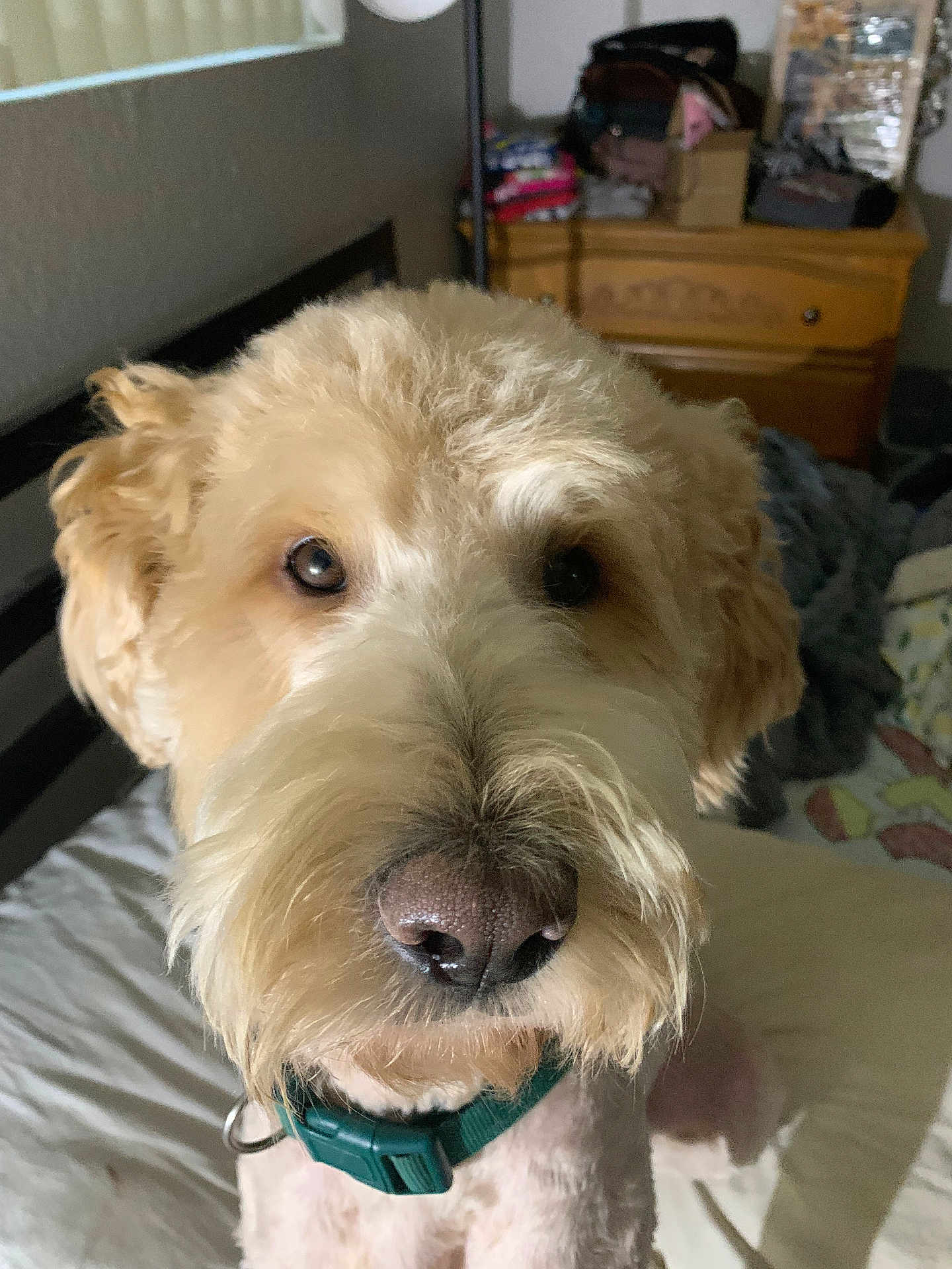 Eddie joined the competition — help win amazing prizes! animal, bed, bedroom, canine, close_up, collar, companion, cute, dog, domestic_animal, dresser, eyes, fluffy, fur, furniture, household, indoor, mammal, pet, portrait
