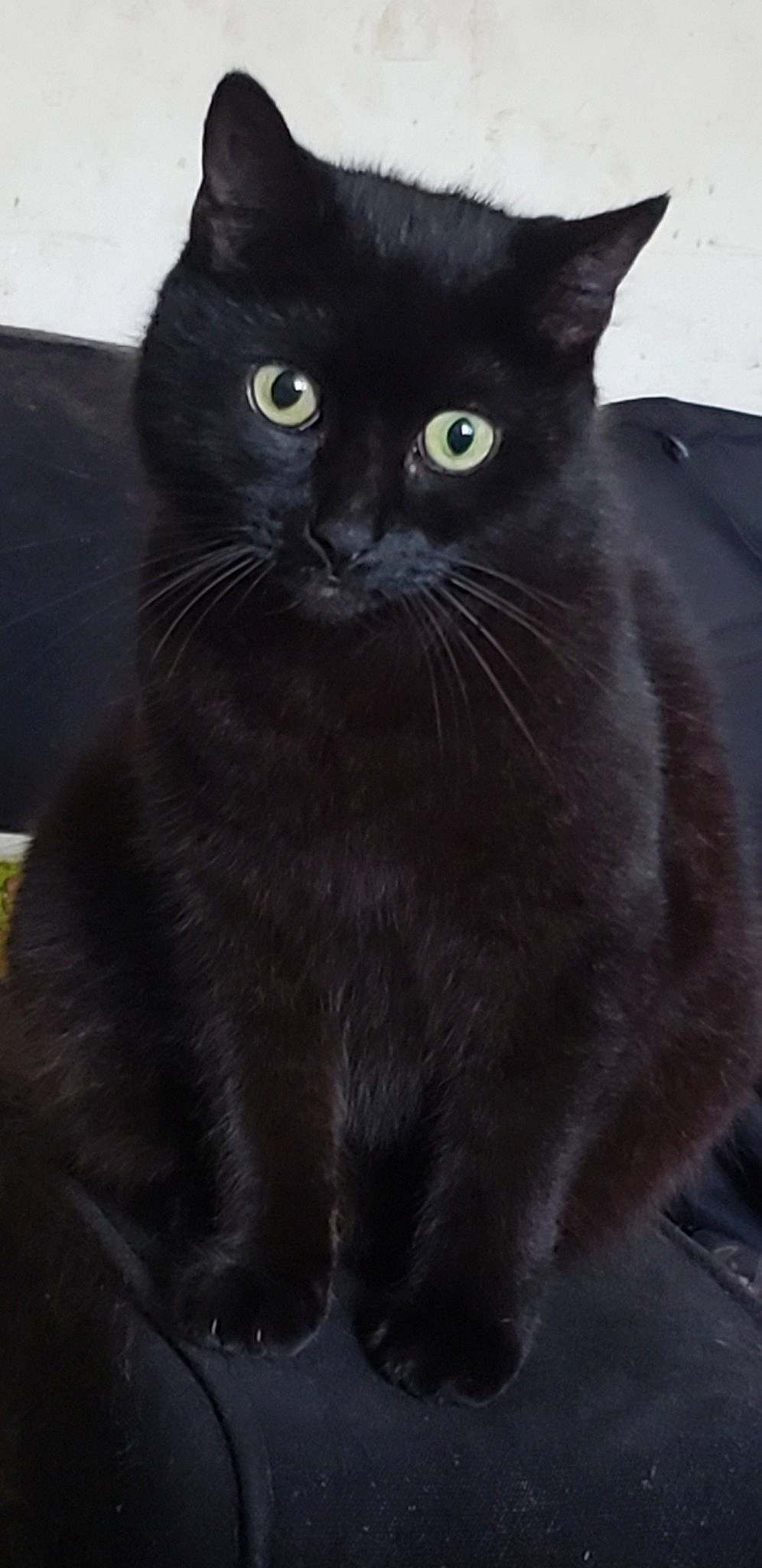 Jessie is registered to the contest to win money with this photo: black_cat, bombay, carnivore, cat, domestic_short_haired_cat, felidae, fur, grey, iris, small_to_medium_sized_cats, snout, terrestrial_animal, whiskers, window