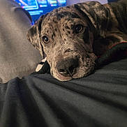 Ghost is registered to the contest to win money with this photo: animal, black_surface, blurred_background, casual, close_up, cozy, dog, ears, eyes, fabric, face, indoor, laying_down, nose, person, pet, portrait, relaxed, resting, spot_pattern