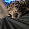 animal, black_surface, blurred_background, casual, close_up, cozy, dog, ears, eyes, fabric, face, indoor, laying_down, nose, person, pet, portrait, relaxed, resting, spot_pattern