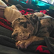 Ghost is registered to the contest to win money with this photo: dog, dogs, brindle_dog, sleeping, resting, lying_down, pet, canine, close_up, portrait, cozy, blanket, bed, indoors, home, relaxed, paws, collar, soft_lighting, colorful_lights