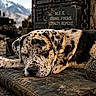 Ghost is registered to the contest to win money with this photo: dog, sleeping, outdoor, military, jeep, mountains, cushion, dumbbell, rustic, gritty, camouflage, gear, resting, animal, pet, nature, texture, closeup, peaceful, background