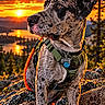 Ghost joined the competition — help win amazing prizes! dog, canine, speckled_coat, blue_heeler, large_dog, sitting, outdoors, mountains, sunset, sunrise, lake, forest, pine_trees, rocks, hiking, adventure, harness, leash, portrait, nature