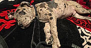 Ghost is registered to the contest to win money with this photo: animal, black, blanket, canine, collar, comfort, cozy, dog, fur, home, indoor, lying_down, pattern, paw, pet, red, relaxed, resting, spotted, white