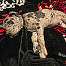 Ghost is registered to the contest to win money with this photo: animal, black, blanket, canine, collar, comfort, cozy, dog, fur, home, indoor, lying_down, pattern, paw, pet, red, relaxed, resting, spotted, white