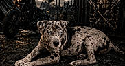 Ghost joined the competition — help win amazing prizes! animal, blue_eyes, cloudy_sky, container, dark, dog, gritty, ground, industrial, moody, motorcycle, outdoor, portrait, puppy, rebel, rock, skull_graffiti, smoke, speckled, urban