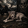 animal, blue_eyes, cloudy_sky, container, dark, dog, gritty, ground, industrial, moody, motorcycle, outdoor, portrait, puppy, rebel, rock, skull_graffiti, smoke, speckled, urban