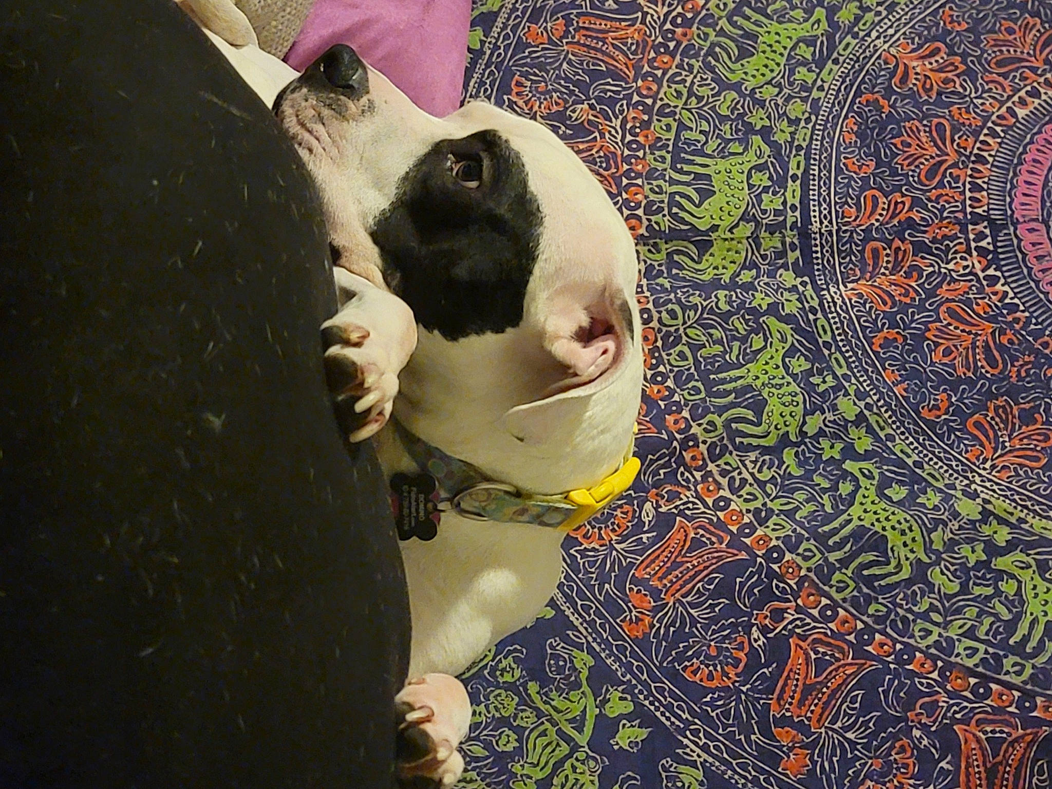 Domino is registered to the contest to win money with this photo: art, canidae, circle, companion_dog, dog_breed, flooring, fun, fur, grass, happy, illustration, non_sporting_group, organism, pattern, people_in_nature, shadow, sporting_group, sunglasses, visual_arts