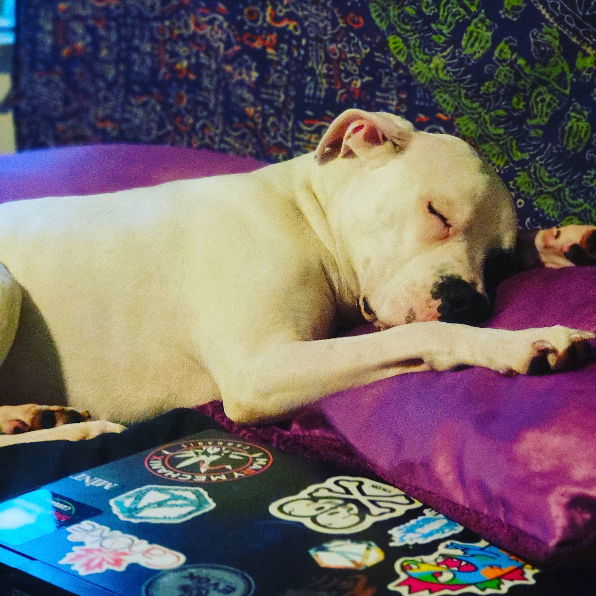 Domino is registered to the contest to win money with this photo: bedding, carnivore, cloud, comfort, companion_dog, couch, dog, dog_breed, fawn, felidae, guard_dog, linens, paw, puppy_love, snout, sporting_group, tail, toy_dog, whiskers, working_animal