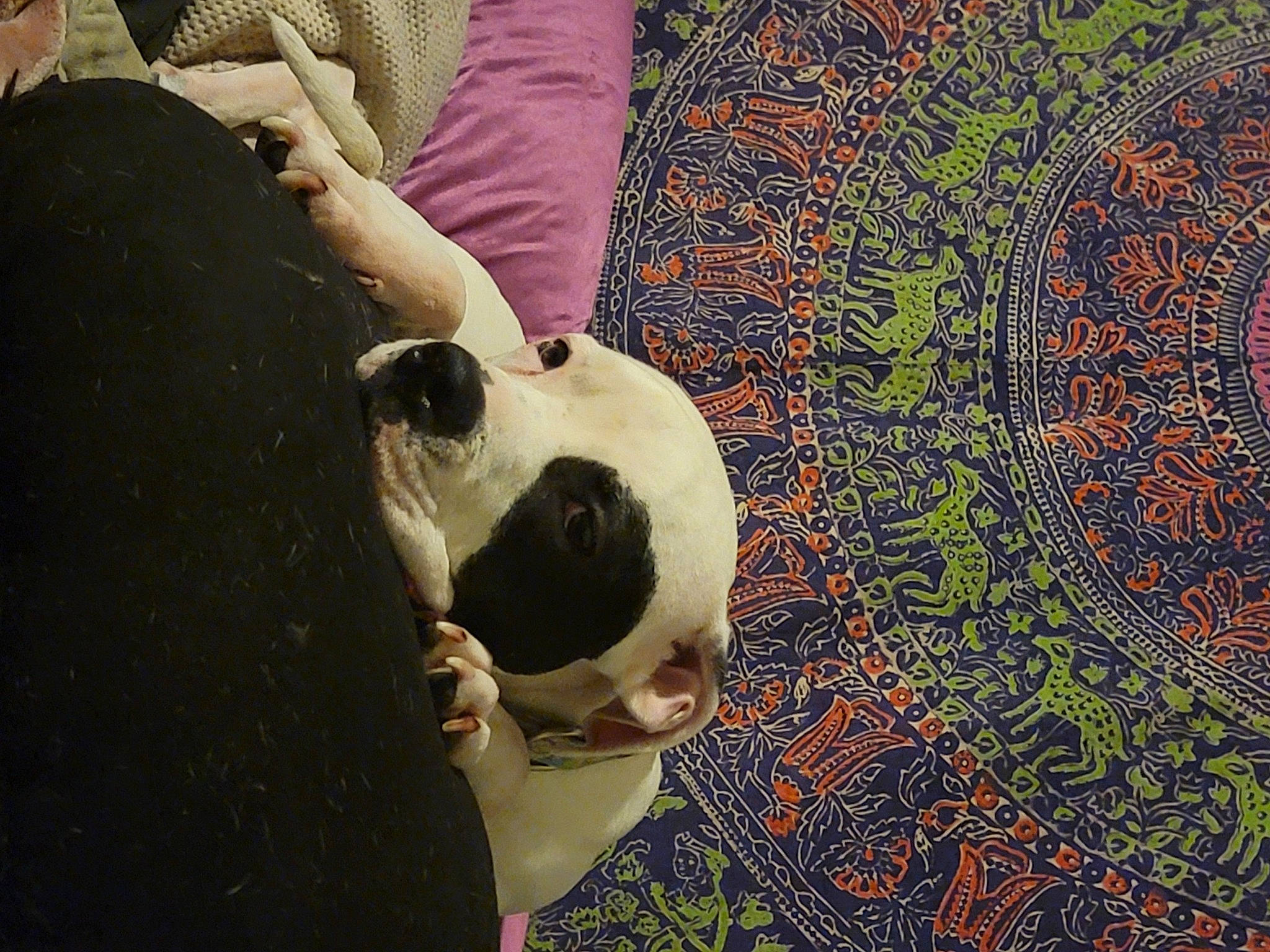 Domino is registered to the contest to win money with this photo: art, canidae, carnivore, circle, companion_dog, dog, dog_breed, fawn, flooring, fur, grass, non_sporting_group, pattern, snout, sporting_group, tail, toy_dog, tree, visual_arts, working_animal