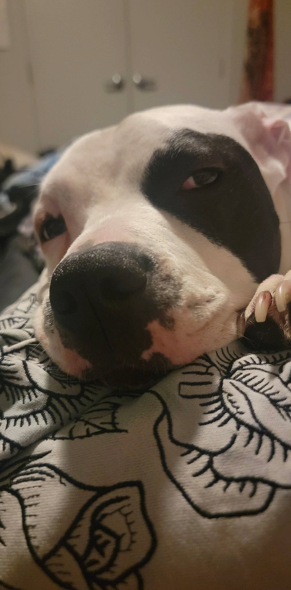 Domino is registered to the contest to win money with this photo: canidae, carnivore, collar, comfort, companion_dog, dog, dog_breed, dog_supply, fawn, fur, guard_dog, monochrome_photography, non_sporting_group, pattern, pet_supply, snout, sporting_group, terrestrial_animal, whiskers, working_animal