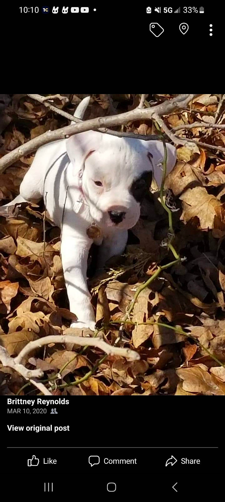 Domino is registered to the contest to win money with this photo: canidae, carnivore, companion_dog, dog, dog_breed, fawn, grass, non_sporting_group, plant, snout, soil, sporting_group, tail, terrestrial_animal, twig, wood, working_animal