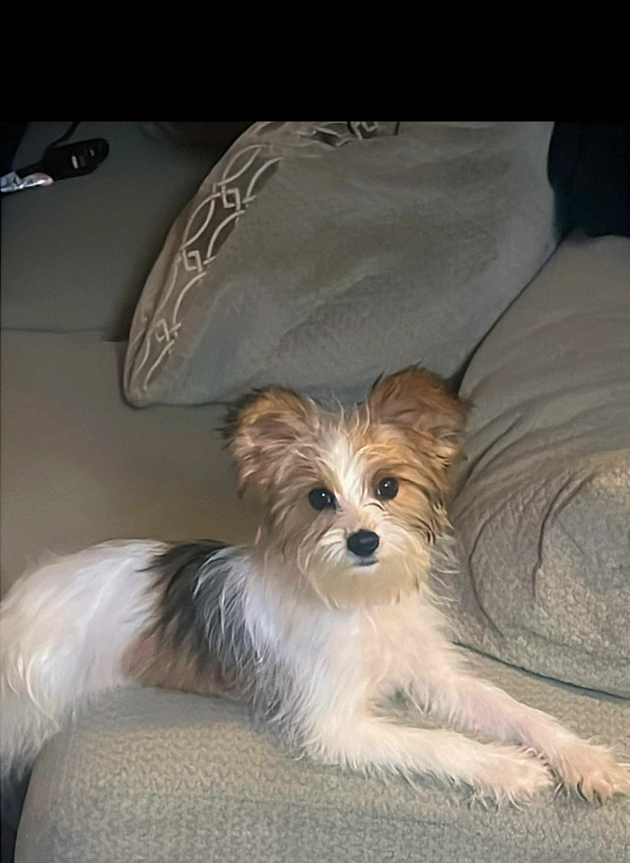 Autumn is registered to the contest to win money with this photo: dog, puppy, fluffy, couch, pillows, indoor, pet, relaxed, cozy, white, brown, small_dog, fur, cute, companion, animal, home, laying, domestic, friendly