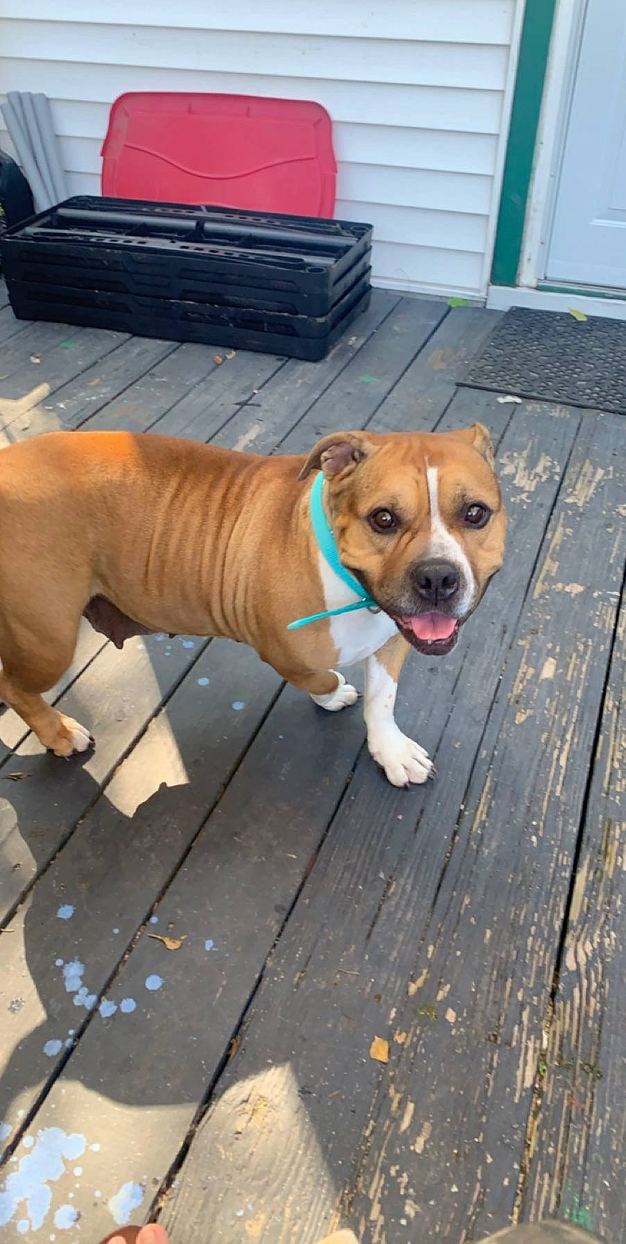 Esme is registered to the contest to win money with this photo: american_pit_bull_terrier, american_staffordshire_terrier, bulldog, canidae, carnivore, companion_dog, dog, dog_breed, fawn, mammal, non_sporting_group, nose, olde_english_bulldogge, perro_de_presa_mallorquin, rare_breed_dog, snout, sporting_group, staffordshire_bull_terrier, valley_bulldog, vertebrate