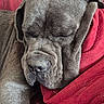 dog, sleeping, couch, red_couch, gray_dog, wrinkled_face, pet, indoor, resting, canine, relaxation, nose, ear, fur, closeup, home, cozy, comfort, pillow, nap