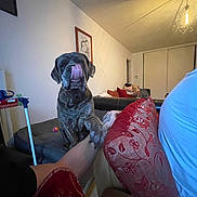 Raven a rejoint le concours — aidez-le/la à gagner de superbes lots ! dog, brindle, couch, living_room, paw, person, arm, red_cushion, wall_art, ceiling_light, indoor, furniture, home, tongue, pet, animal, hand, relaxing, cozy, shadow