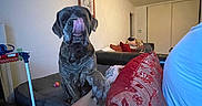 Raven a rejoint le concours — aidez-le/la à gagner de superbes lots ! animal, arm, brindle, ceiling_light, couch, cozy, dog, furniture, hand, home, indoor, living_room, paw, person, pet, red_cushion, relaxing, shadow, tongue, wall_art