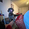 dog, brindle, couch, living_room, paw, person, arm, red_cushion, wall_art, ceiling_light, indoor, furniture, home, tongue, pet, animal, hand, relaxing, cozy, shadow