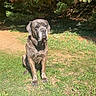Raven a rejoint le concours — aidez-le/la à gagner de superbes lots ! animal, backyard, brindle, dog, floppy_ears, forest, front_view, garden, grass, large_dog, mastiff, nature, outdoors, pet, portrait, shadow, sitting, sunlight, trees, wrinkled_face