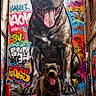 Raven a rejoint le concours — aidez-le/la à gagner de superbes lots ! animal, brick_buildings, brindle_dog, bulldog, canine, city, colorful, concrete, dog, graffiti, graffiti_tags, happy, mural, outdoor, perspective, portrait, standing, street_art, tongue_out, urban_alley